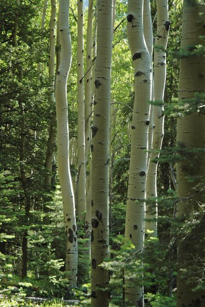 new-mexico-Philmont-Aspen-1