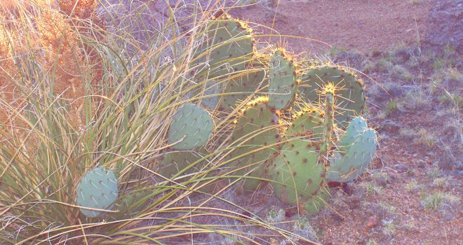 indigenous-Domingo-Baca-Cactus